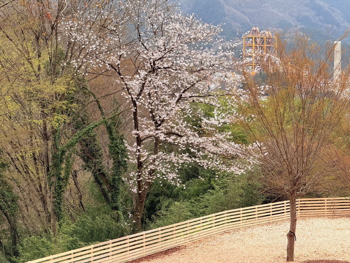 満開の桜と武甲山を望むレイビレッジの春